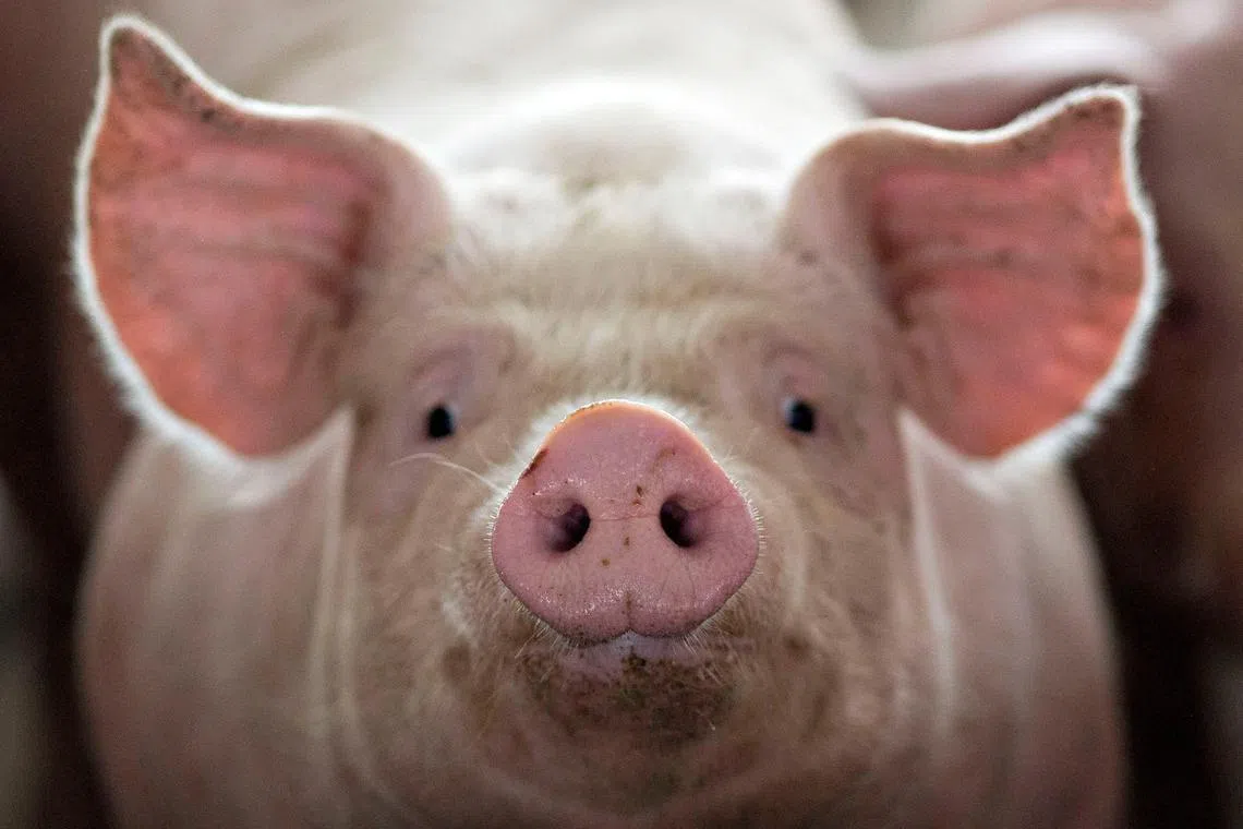 Californians passed an animal welfare measure in 2018 that bans the sale of pork from pigs raised in overly confined pens.