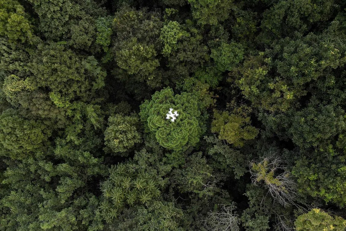 TOPSHOT - This aerial photograph taken on November 22, 2023 shows a drone doing a forest restoration survey over a reforested area in Chiang Mai. On a hillside overlooking cabbage fields outside the northern Thai city of Chiang Mai, a drone's rotors begin to whir, lifting it over a patch of forest. (Photo by MANAN VATSYAYANA / AFP) / To go with 'THAILAND-CLIMATE-ENVIRONMENT-FORESTS-RESEARCH,FOCUS' by Sara Hussein