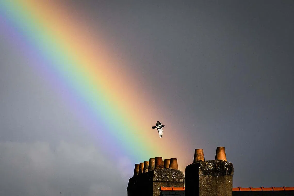 A pigeon flying past a rainbow in Nantes, western France, on April 16, 2025. 