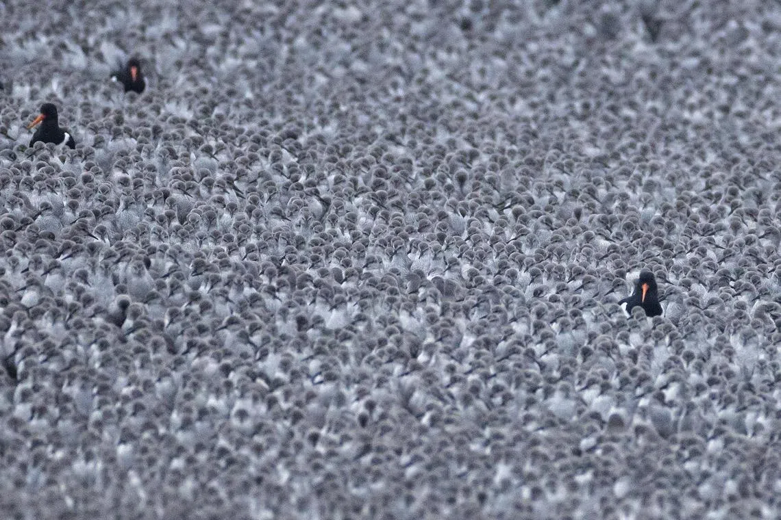Thousands of knot gather on a lagoon during the 'Snettisham Spectacular' on Feb 22, 2023 in Snettisham, Norfolk. The so called 'Snettisham Spectacular' is a time when particularly high tides push the many wading birds off their feeding ground on the Wash to a lagoon, where they wait for the receding tide to continue feeding. The reserve lies on the edge of 'The Wash', one of the most important bird estuaries in the UK, supporting over 300,000 birds. A few times every year higher than average tides force thousands of waders including knot, oystercatchers, sanderlings, black and bar tailed godwit and plover to take flight, and advance up the mud flats in search of food. The event is one of the most incredible wildlife spectacles in the UK.  