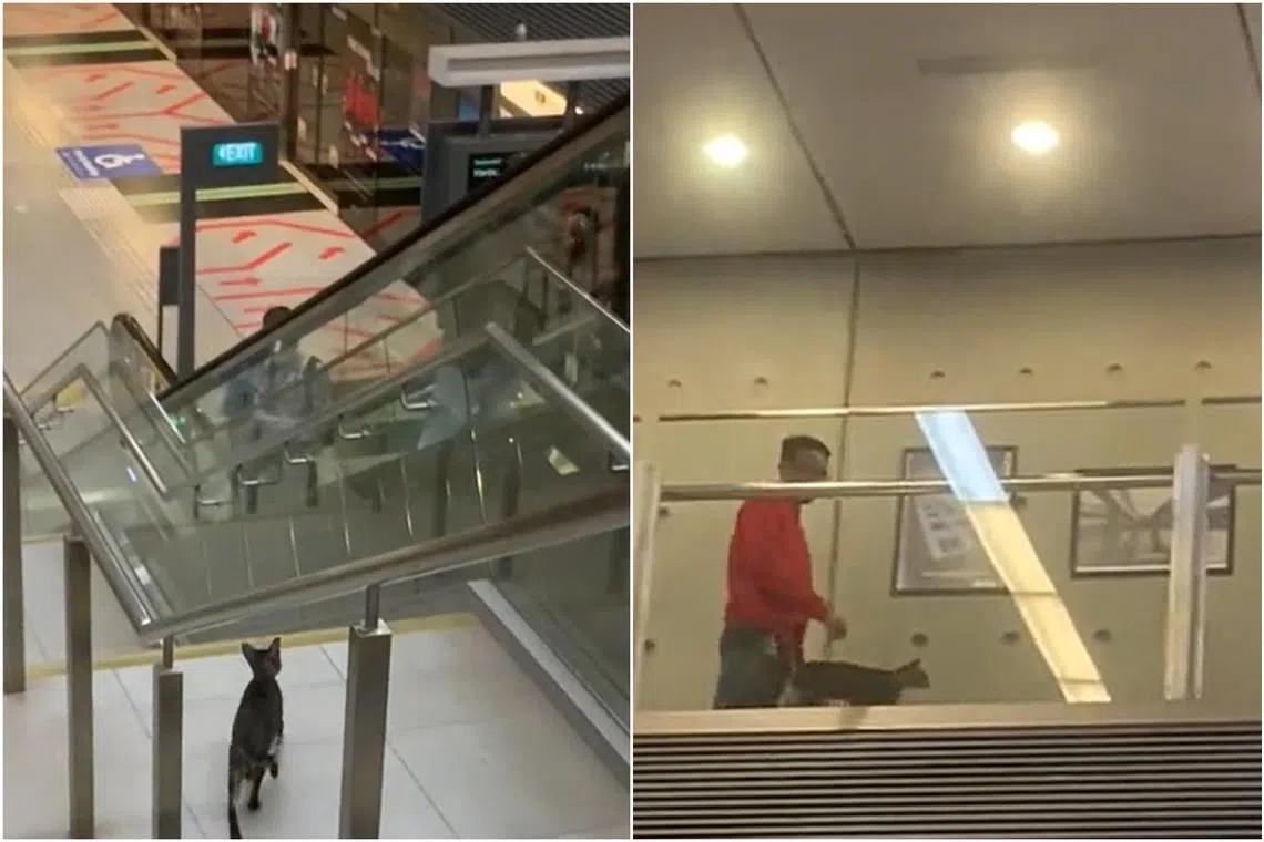 A screenshot of TikTok video shows a cat wandering into an MRT station.
