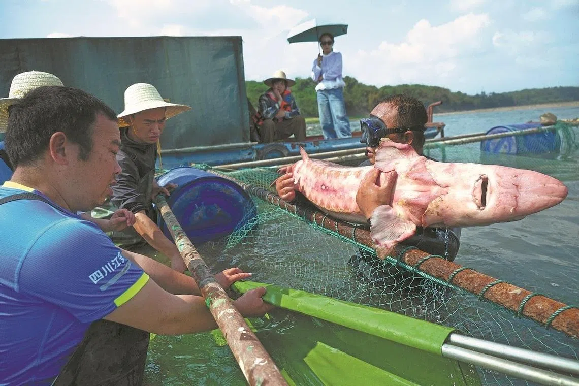 Sturgeon once extinct in the wild returns to China’s Yangtze River