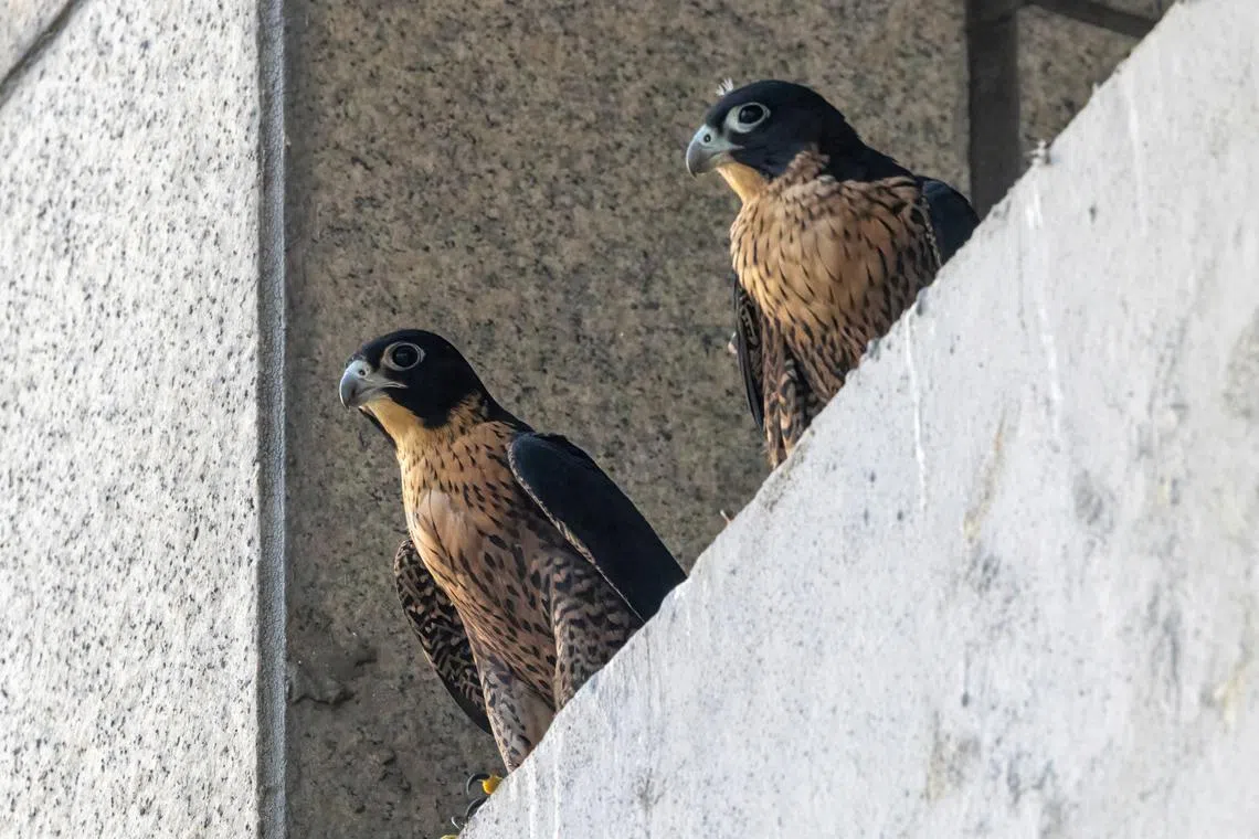 This is the first record of this rare bird of prey having chicks or eyasses in Singapore. 