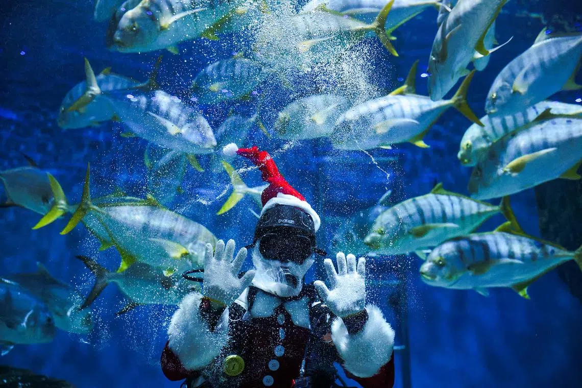 A diver wearing a Santa Claus costume waves as he swims with a school of fish to welcome the upcoming Christmas at the Sea Life Bangkok Ocean World aquarium in Bangkok, Thailand, December 19, 2023. REUTERS/Chalinee Thirasupa