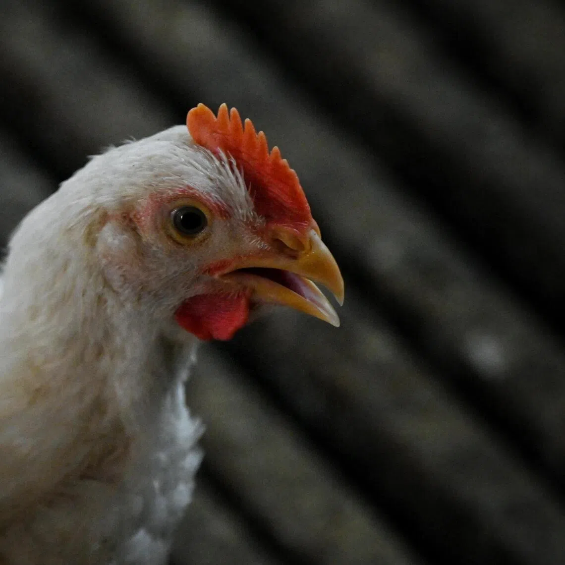 Brazilian authorities detected an outbreak of Newcastle disease on Oct 18 at a commercial farm in the south of Brazil and shut it down.
