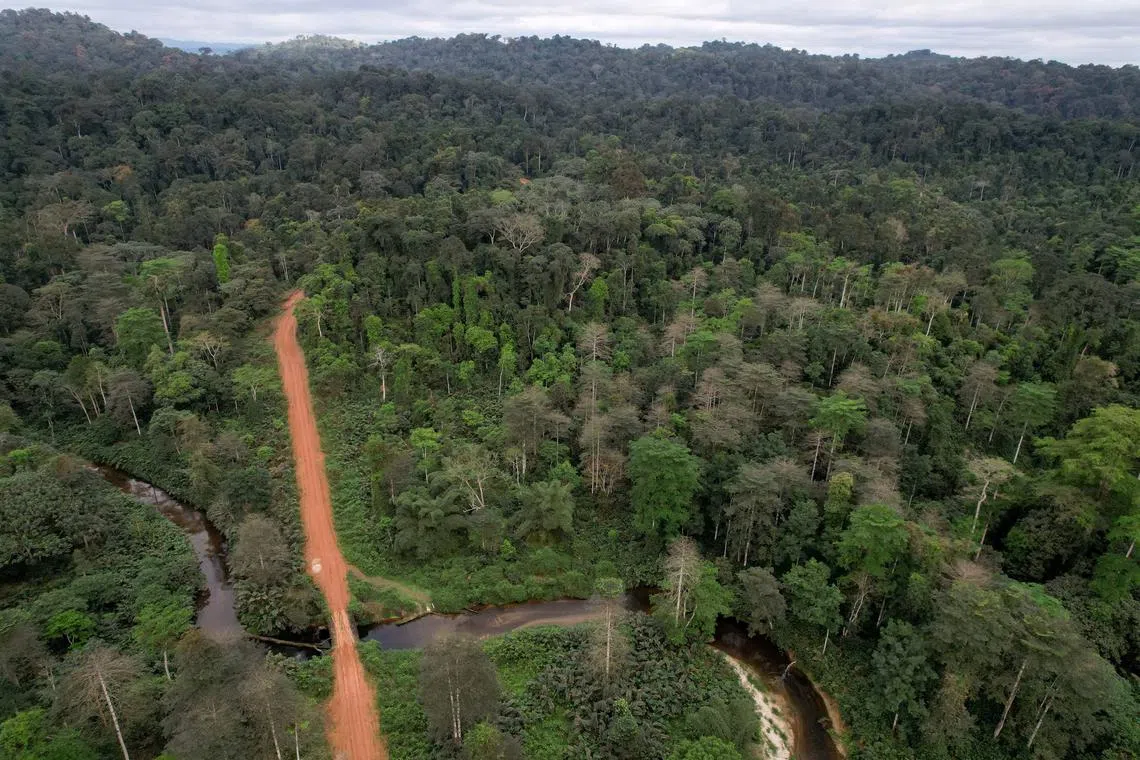 FILE PHOTO: An aerial view shows a logging road going through the rainforest in Nyanga province, Gabon, October 14, 2021. Picture taken October 14, 2021. Picture taken with a drone. REUTERS/Chistophe Van Der Perre/File Photo