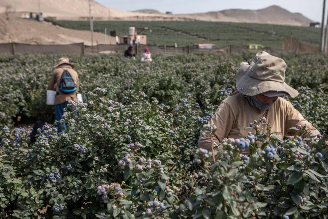 Workers harvest blueberries at a farm near Huacho, Huaura Valley in Peru.