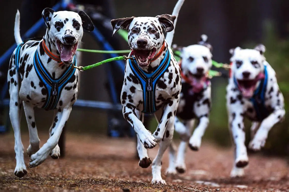 Dalmatian dogs take part in a training session on forest tracks, ahead of the The Siberian Husky Club of Great Britain 39th Aviemore Sled Dog Rally near Feshiebridge, Cairngorm, Scotland, on Jan 26, 2023. 
