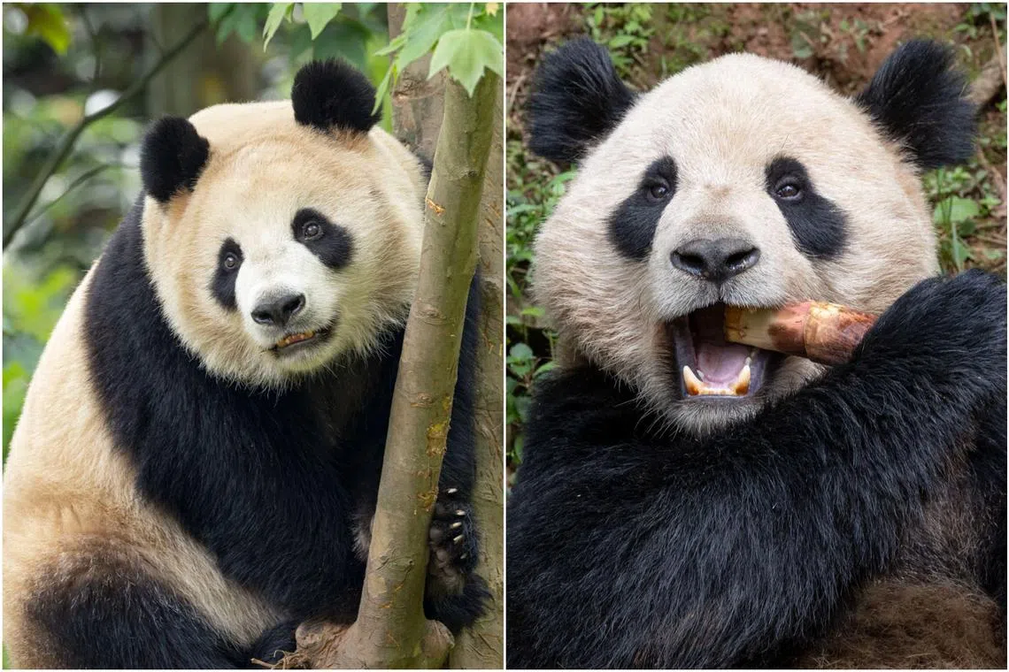 The pandas, Yun Chuan and Xin Bao, were bid farewell at a ceremony on June 26 at the China Conservation and Research Centre for the Giant Panda.