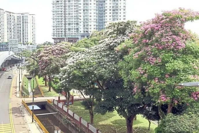 Rows of pink tacoma and Sakura Malaysia trees in full bloom near Hospital Sultanah Aminah in Johor Bahru.