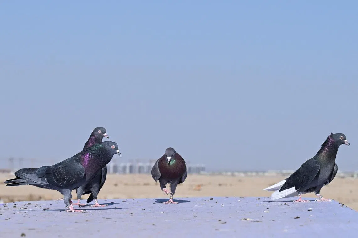 The new measure enforces a ban on feeding animals legally designated as “harmful wild animals” at 38 spots across the city.  