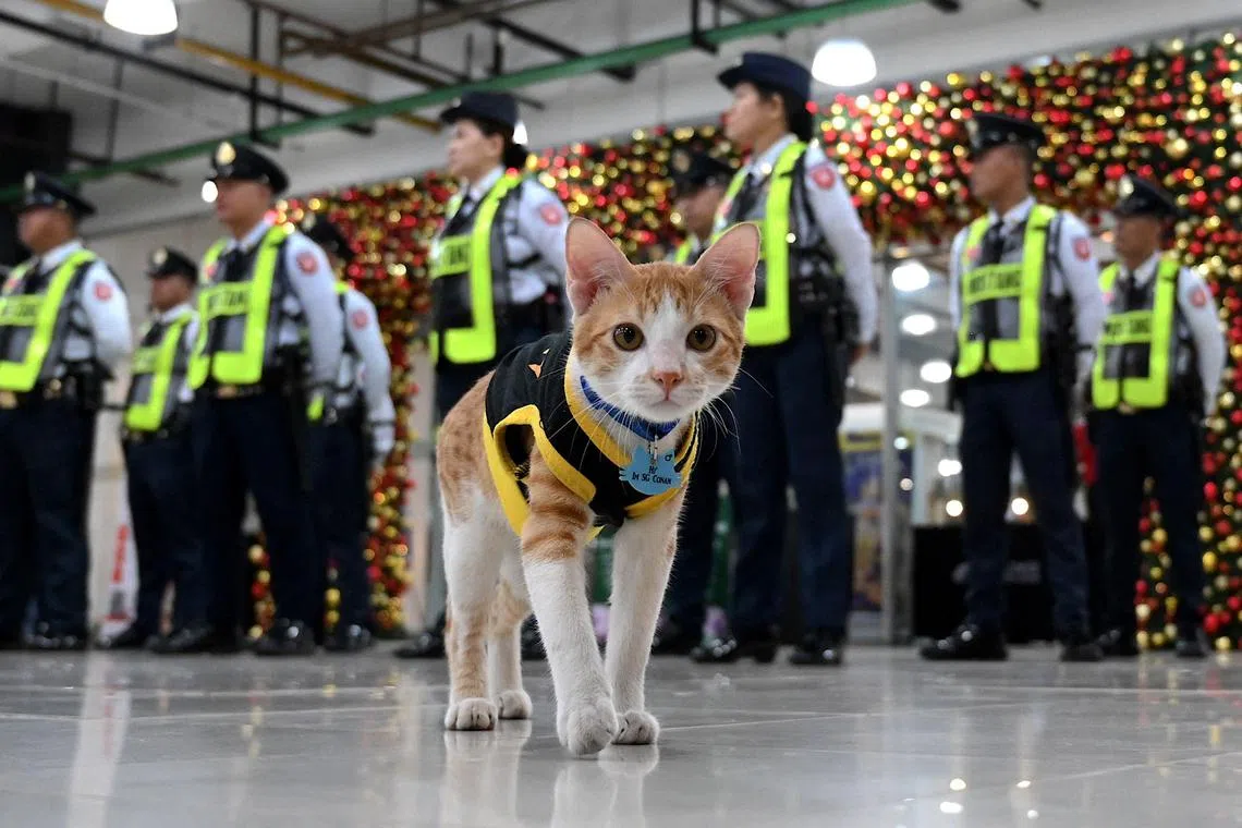 TOPSHOT - This picture taken on September 27, 2023 shows Conan the cat walking past security guards in formation outside an office building in Mandaluyong, Metro Manila. A cat wearing a black-and-yellow security vest strolls nonchalantly past security guards lined outside a Philippine office building waiting to receive instructions for their shift. While the cats lack the security skills of dogs -- and have a tendency to sleep on the job -- their cuteness and company have endeared them to bored security guards working 12-hour shifts. (Photo by JAM STA ROSA / AFP)