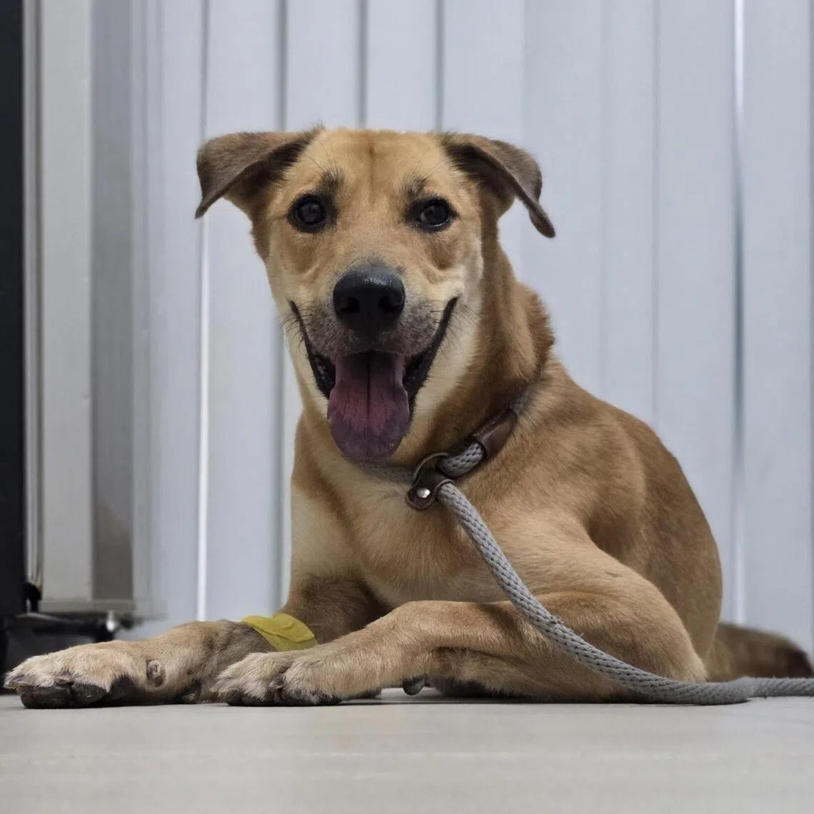 Miles, an eight-year-old male Singapore Special.