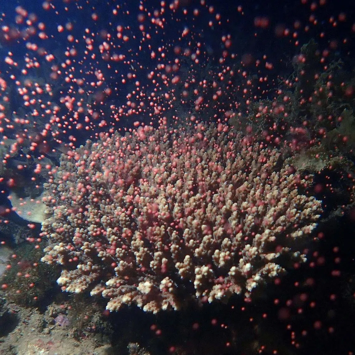 A colony of the Acropora branching coral, spawning at Magnetic Island, Australia in 2019.