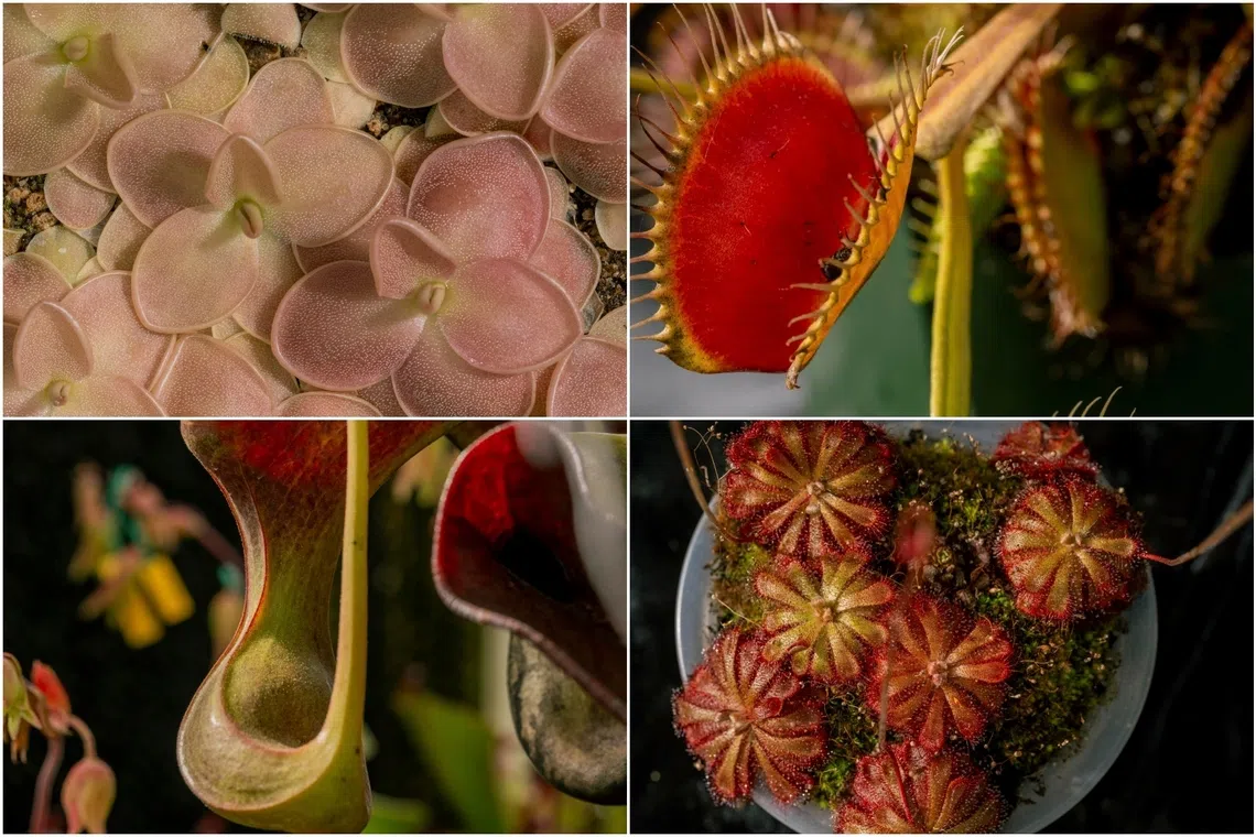 Carnivorous plants might sound like flesh-eating killers but it is insects, not Seymours, that they eat.