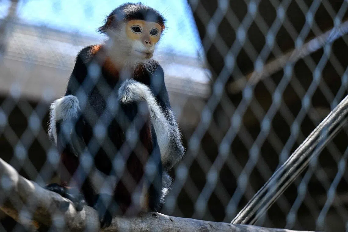 A langur resting inside an enclosure at the Vantara Wildlife Rescue and Conservation Centre in Jamnagar.