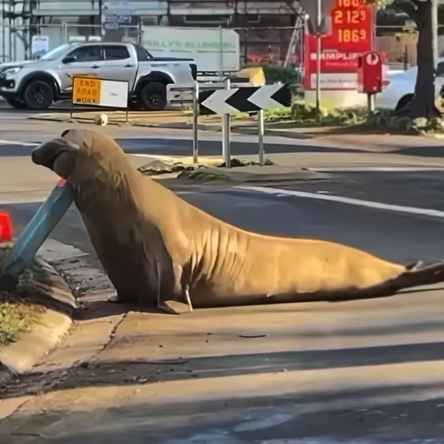 Neil, a 1,000kg southern elephant seal, “inspects” a roadside bollard in Hobart, Tasmania.