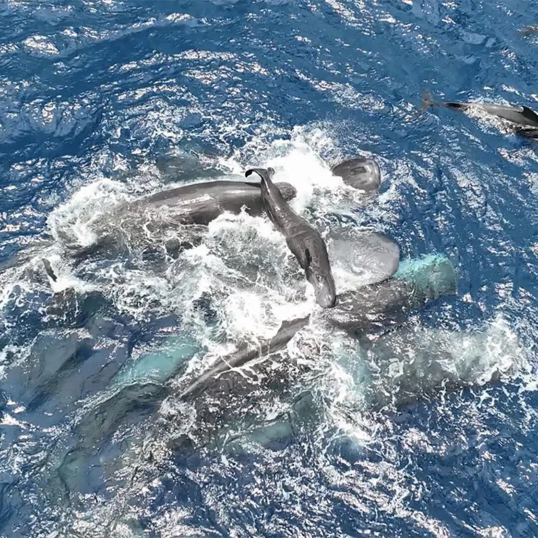 Female sperm whales work together to hold a newborn calf above the water until it is able to swim on its own.
