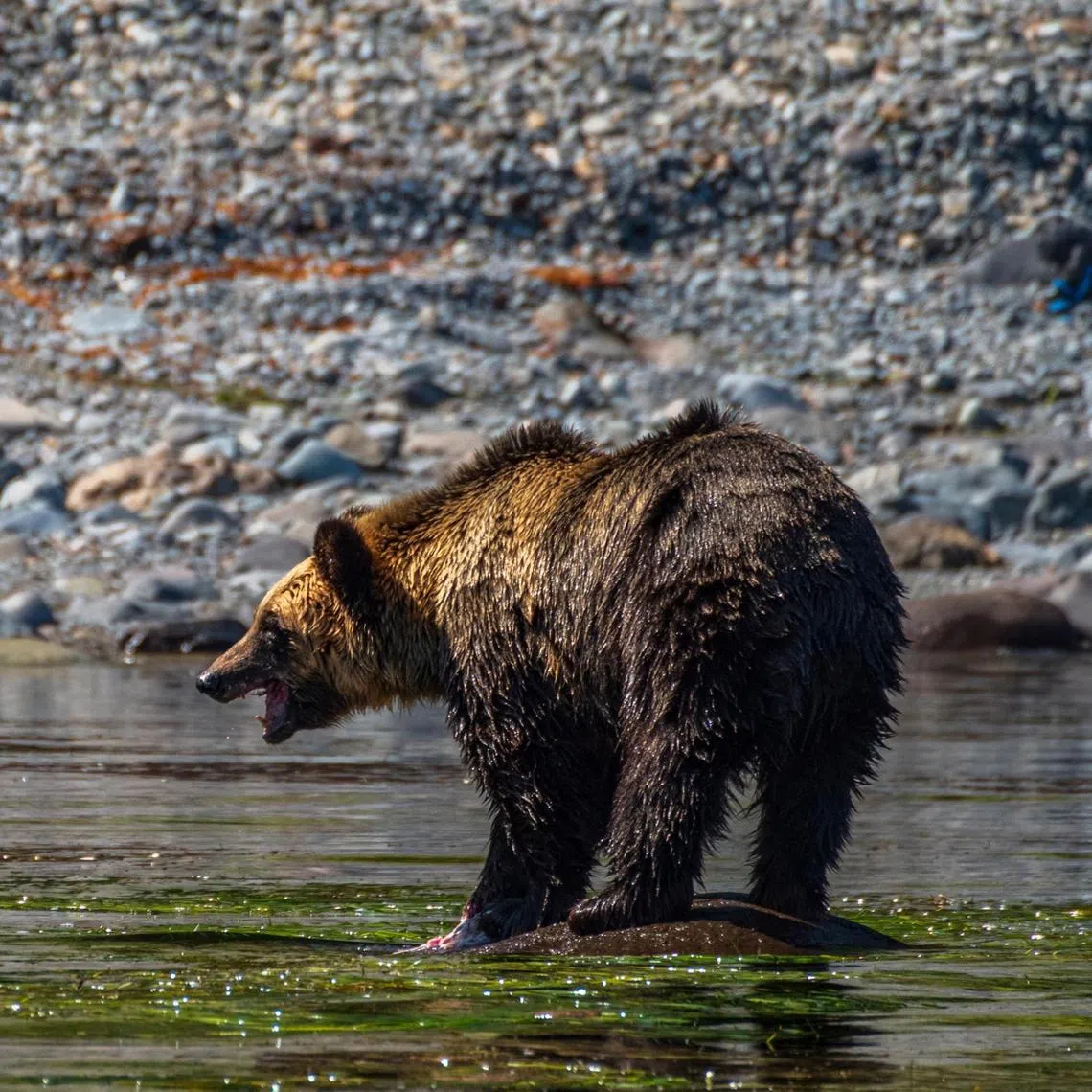 Ussuri brown bears, mainly found in parts of Hokkaido, can weigh more than 400kg.