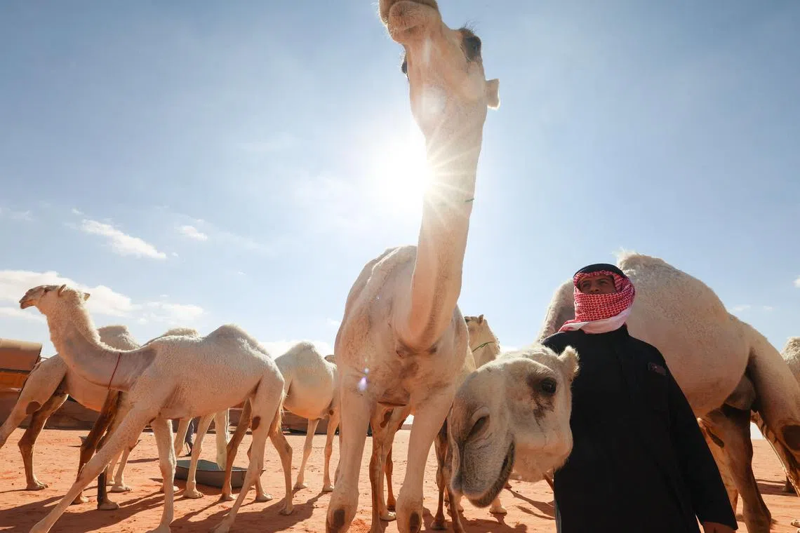 A Saudi camel herder leads his animals during the annual King Abdulaziz Camel Festival in Rumah desert, northeast of the Saudi capital Riyadh, on Jan 10, 2023. Some herders use a mode of communication with camels, known as Alheda'a which was recently inscribed on UNESCO's list of intangible cultural heritage, highlighting the deep traditional connection between camels and inhabitants of the Arabian Peninsula. 