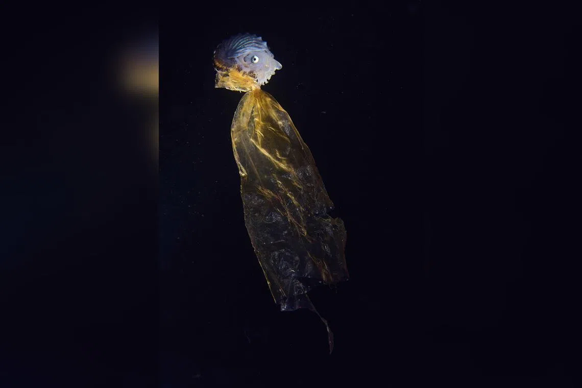 The Sad Poncho won the top prize for this year’s Human & Nature Category at the Nature Photographer of the Year Award.