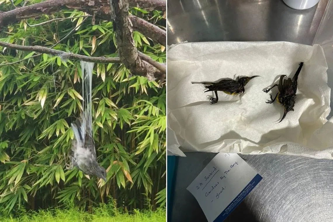 Birds poached by glue include an oriental magpie-robin (left) and olive-backed sunbirds (right).