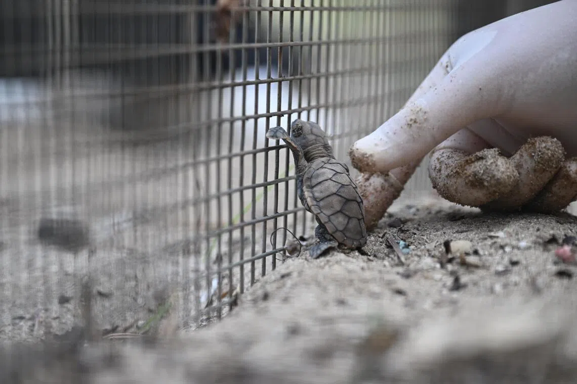 The release of the Hawksbill Turtle hatchlings off Sister’s Islands Marine Park on Aug 14.