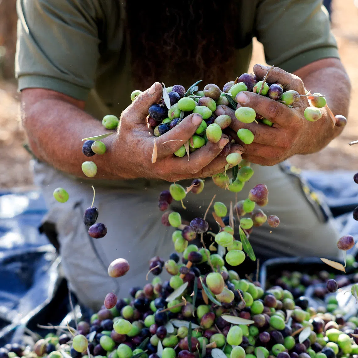 A Palestinian holds olives during harvest season, in the village of Maniya, near Bethlehem, in the Israeli-occupied West Bank, October 22, 2025. REUTERS/Mussa Qawasma