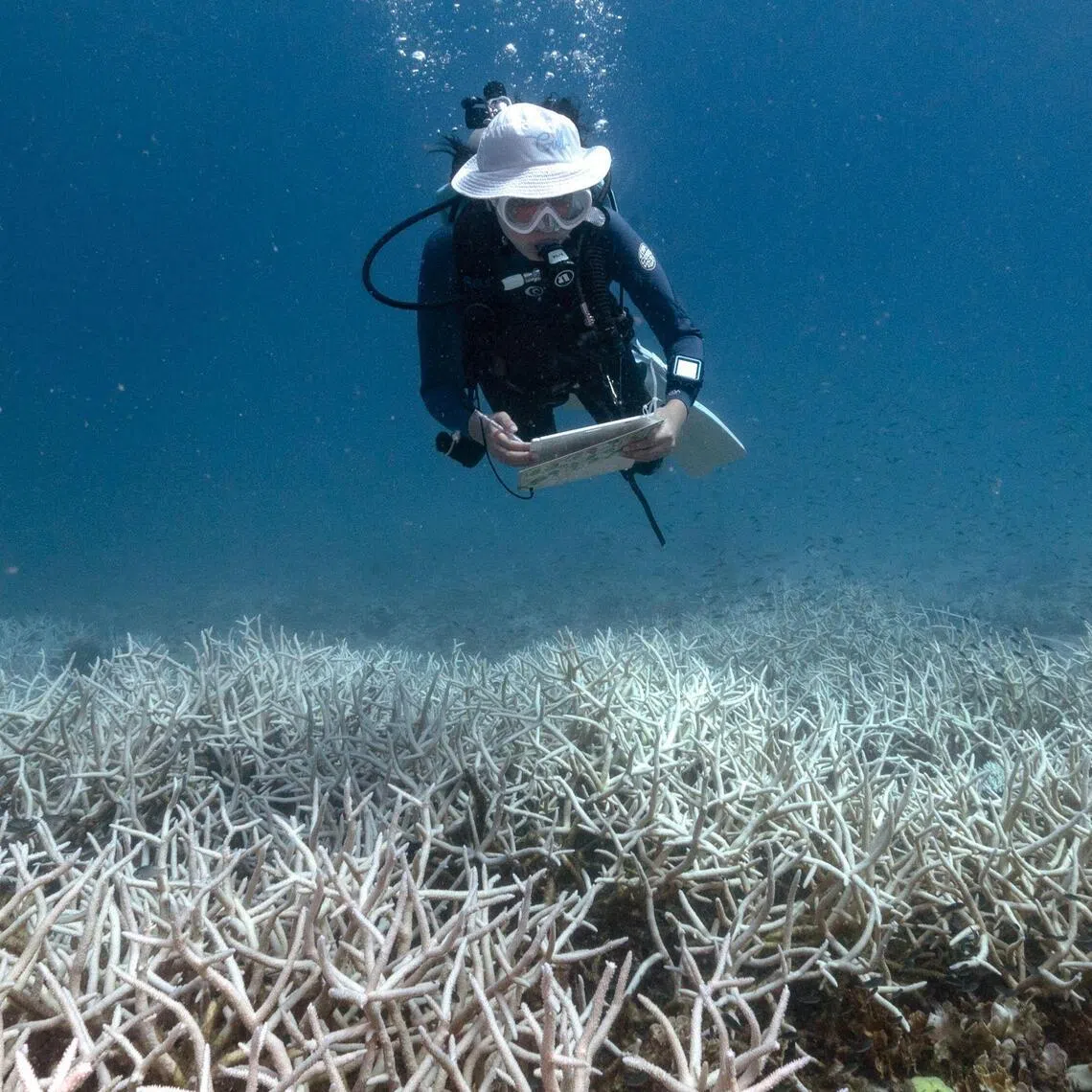 Marine heatwaves have triggered an accelerating pattern of coral extinction and bleaching.