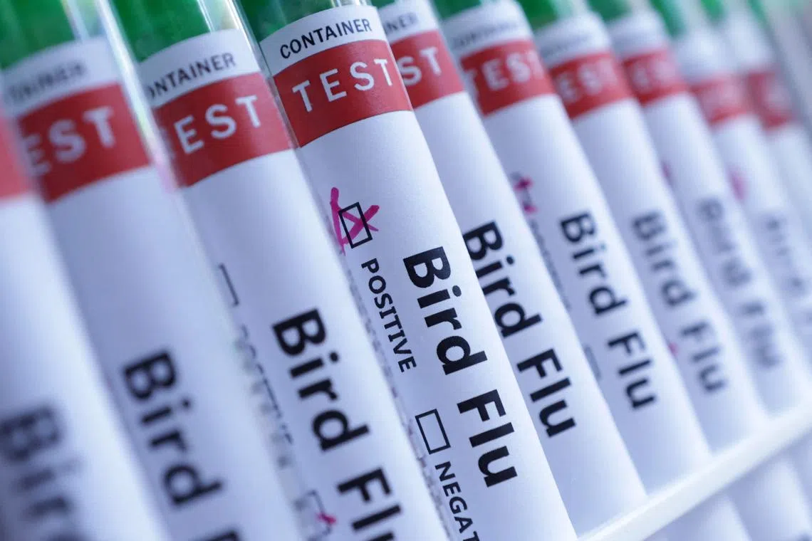 FILE PHOTO: Test tubes are seen labelled \"Bird Flu\" words in this illustration taken, June 10, 2024. REUTERS/Dado Ruvic/Illustration/File Photo