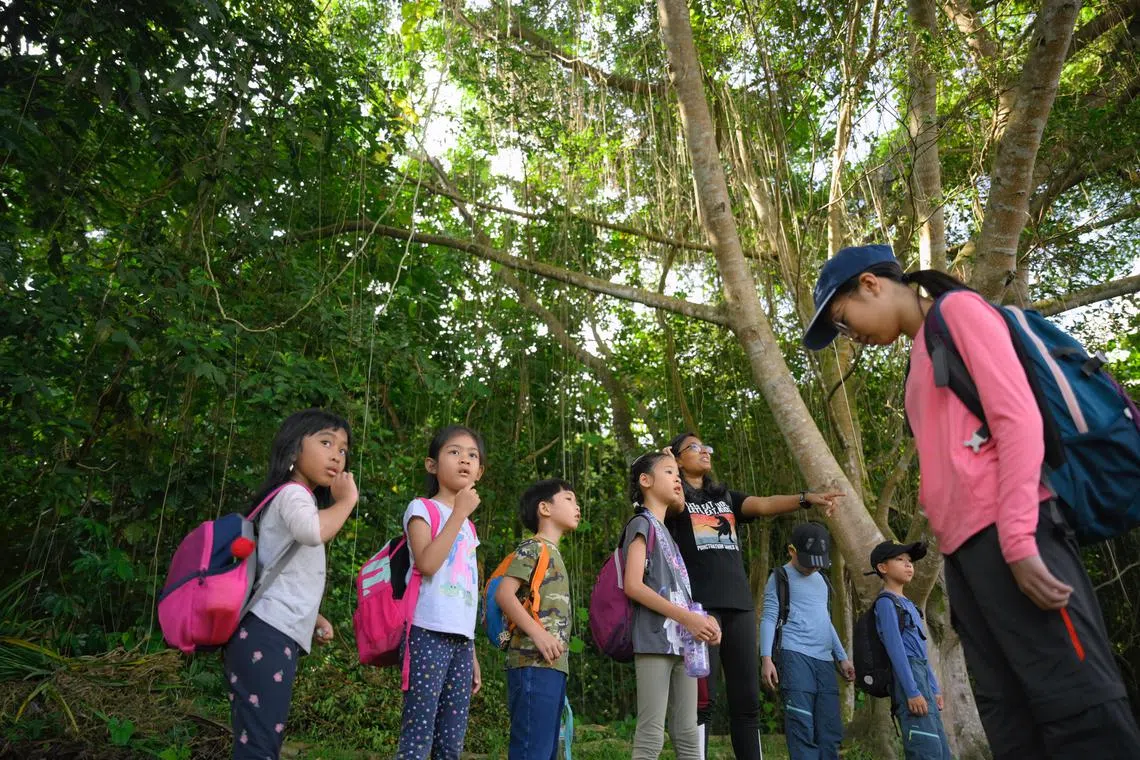 Young participants during a walk in Dairy Farm Nature Park as part of Forest School Singapore’s camp in June 2024.