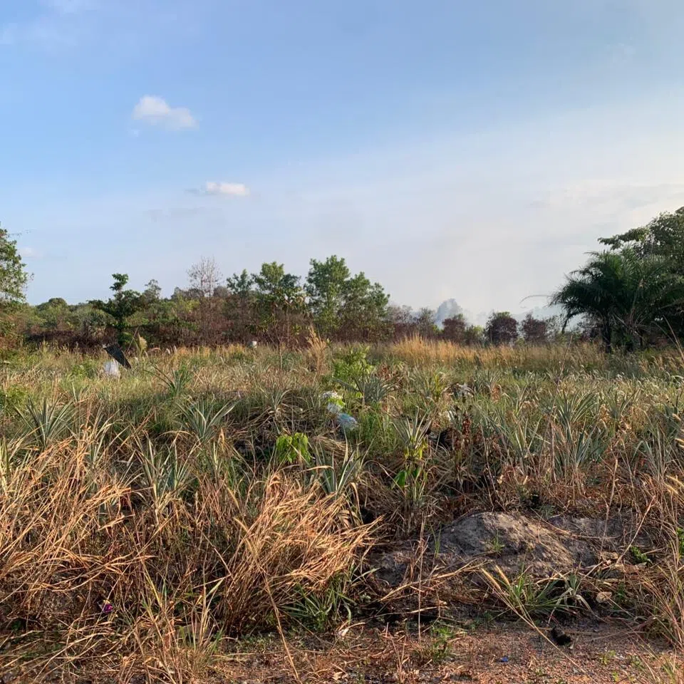 Smoke is seen billowing in the background while grass dries out at a forest and land fire location in Berakit village in Bintan Regency, Riau Islands.