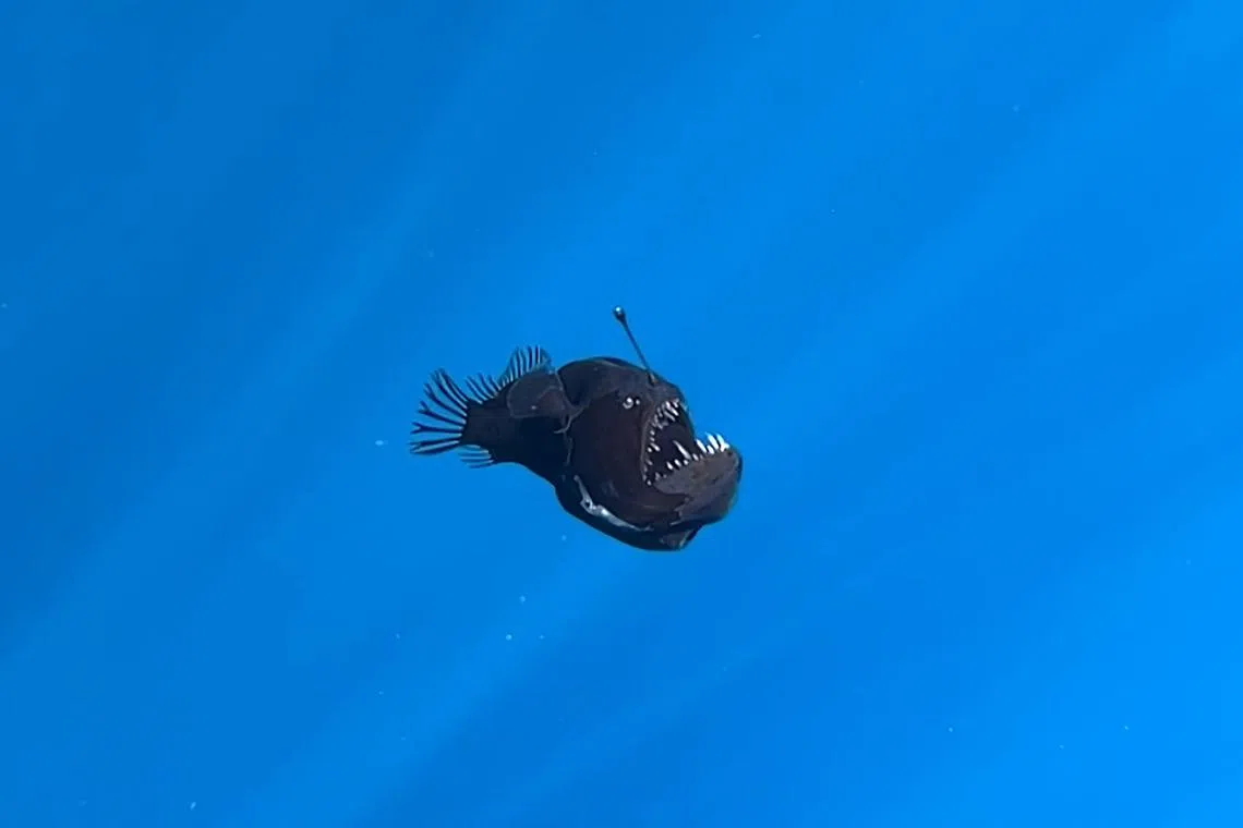 A grab of a handout video taken on January 26, 2025 by Condrik Research and Preserve NGO shows a humpback anglerfish near the coast of Tenerife, in the Canary Islands. The video of a humpback anglerfish is a very unusual sighting, as this kind of fish lives between 200 and 2000 metres deep in tropical and subtropical seas. The reason for its presence in the surface is uncertain, according to the NGO. Some hypotheses could be that it was sick, that it was following an updraft or that it was fleeing from a predator. (Photo by Handout / AFP) / RESTRICTED TO EDITORIAL USE - MANDATORY CREDIT "AFP PHOTO / Condrik Research and Preserve NGO " - NO MARKETING NO ADVERTISING CAMPAIGNS - DISTRIBUTED AS A SERVICE TO CLIENTS