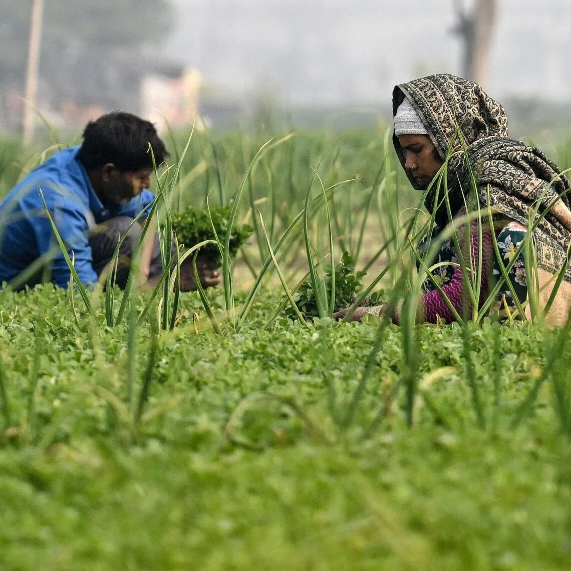 Farmers are one of the most influential voting blocs in India and had proved powerful in the past in effecting political change. 
