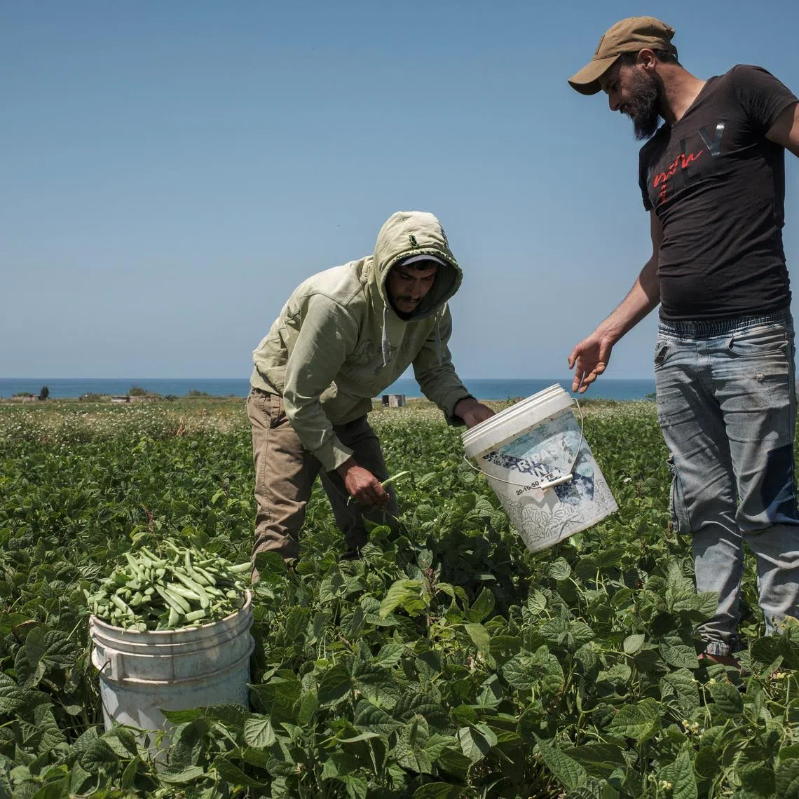 Farmers harvest green beans on a field, amid a temporary ceasefire between Lebanon and Israel, in the village Ras El Ain, near Tyre, southern Lebanon, April 27, 2026. REUTERS/Marko Djurica/File Photo