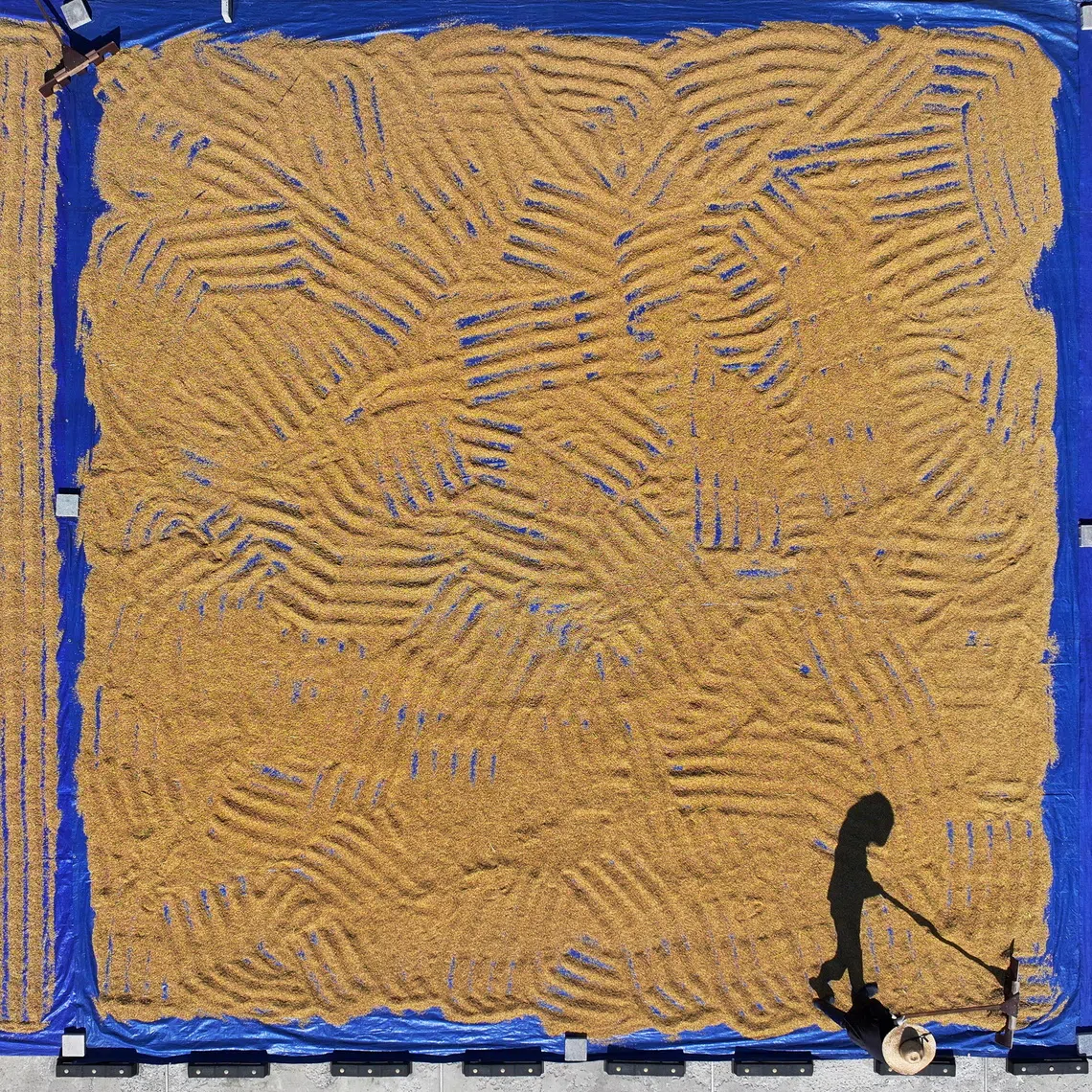 epa13267738 A farmer rakes harvested rice placed to dry in the sun before storage, in Chuncheon, Gangwon province, South Korea, 28 September 2026. EPA/YONHAP SOUTH KOREA OUT