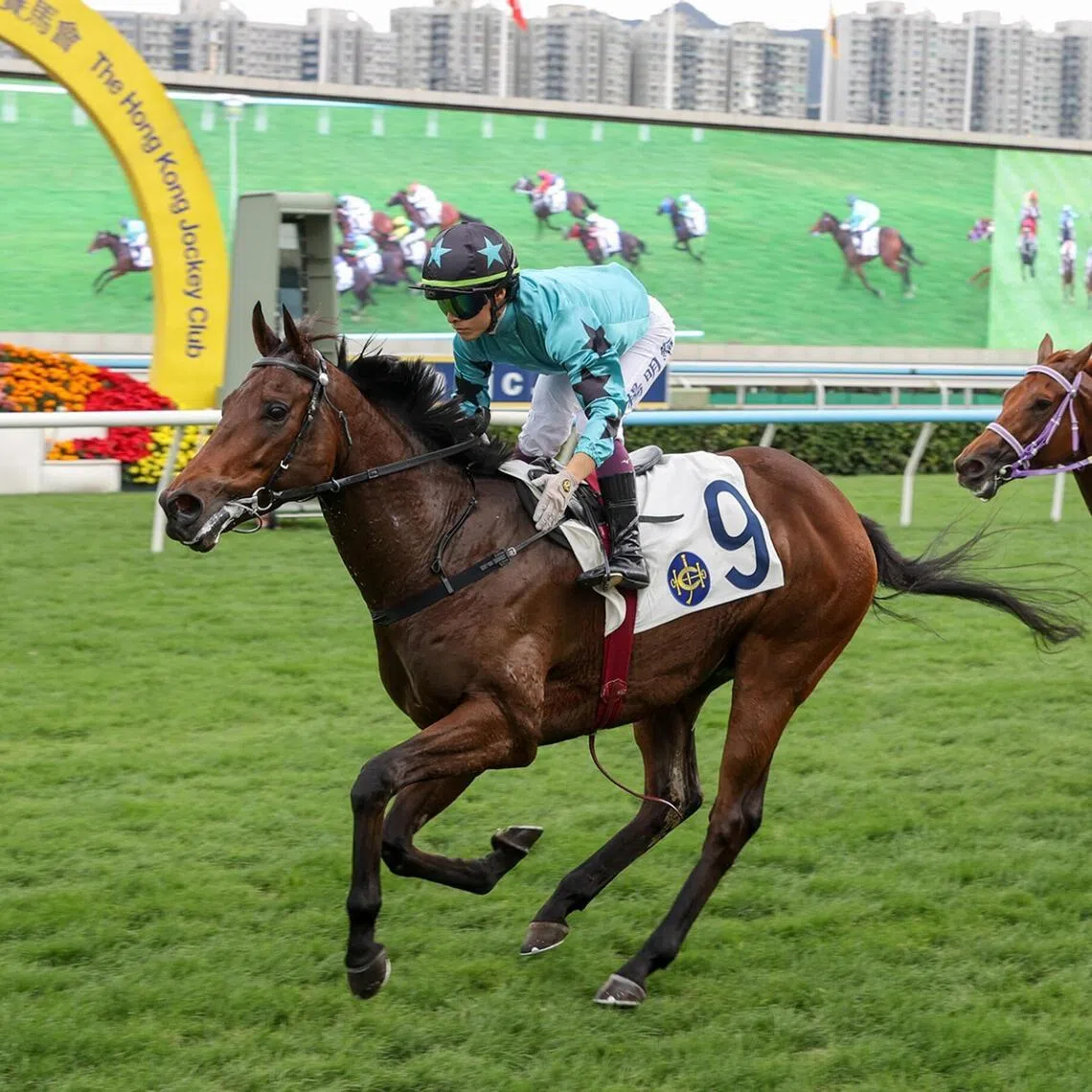 Turquoise Velocity winning his debut in a Class 4 Handicap (1,000m) at Sha Tin on Dec 20, 2025. After scoring three more times, the Francis Lui-trained galloper will look to improve his haul under regular partner Keith Yeung in the Li Handicap (1,200m) at Sha Tin on July 4.
PHOTO: HKJC