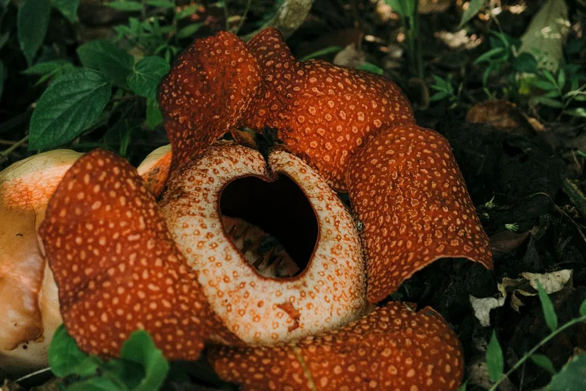 The politician claimed the Rafflesia was named after “a man without morals or ethics.”   