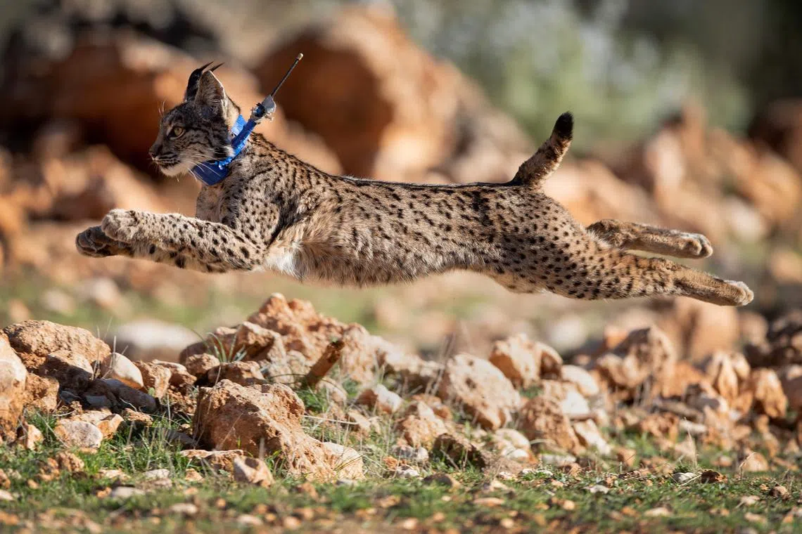 An Iberian lynx taking its first steps after being released in the Sierra de Arana mountain range, 40 km from Granada, in Iznalloz, Spain on Feb 20, 2024. 
