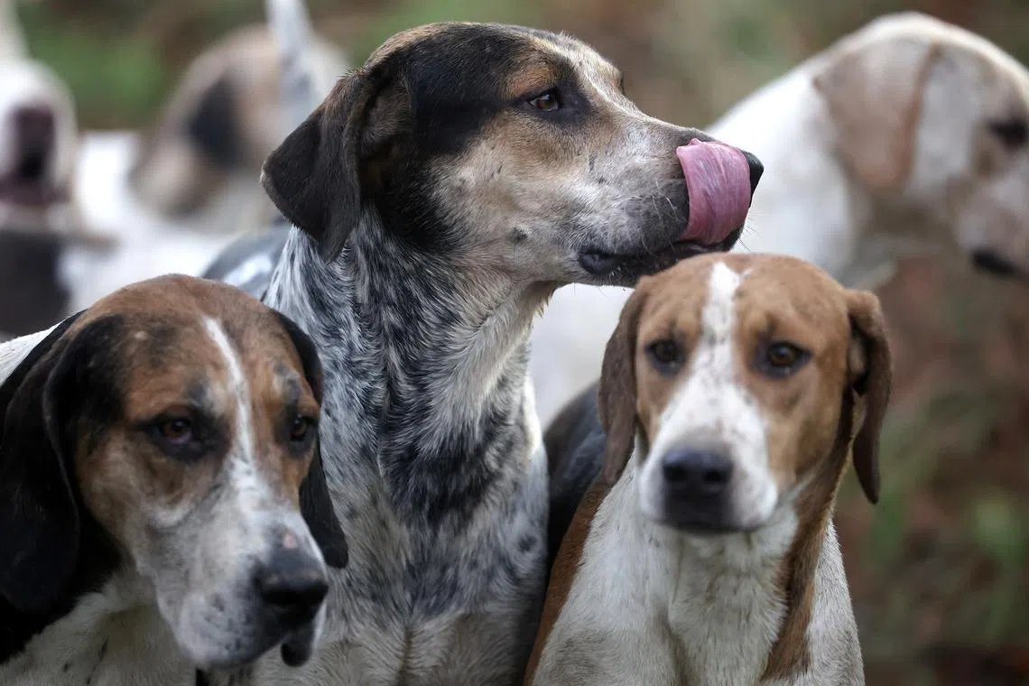 Hounds taking part in the Old Surrey Burstow and West Kent Boxing Day annual meet in Chiddingstone, Britain, Dec 26, 2023. 