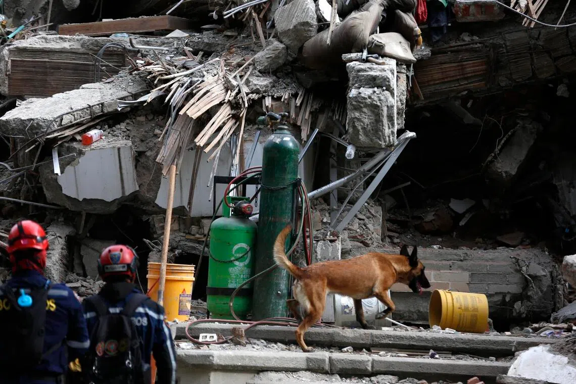 A rescue dog works during a search operation in an area affected by the earthquake in Cali, Colombia.