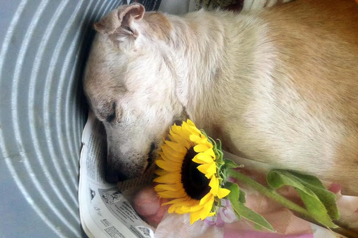 Our animal companions bring out the best of who we are and losing them can feel as though we have lost a piece of ourselves.