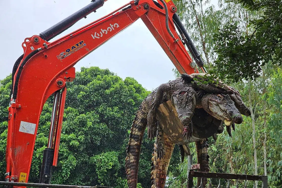  A crocodile farm in Thailand has culled 125 of the reptiles because of fears they could escape during ongoing floods.
