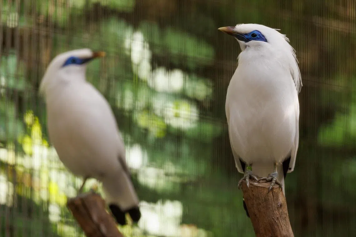 The American Ornithological Society has committed to replacing all bird names derived from people so as not to honour figures with racist pasts.