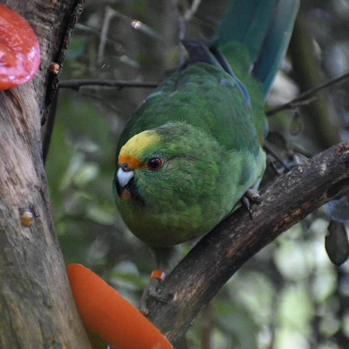 "Super mum" Trixie is still producing eggs and raising chicks even though the breeding season has ended.