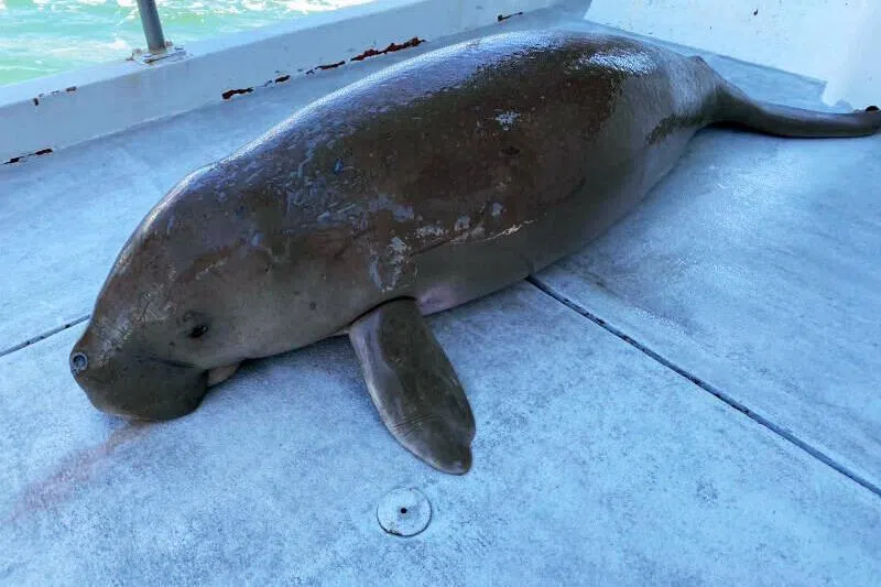 The carcass of a critically endangered dugong found off Pulau Hantu on Oct 9, 2021.