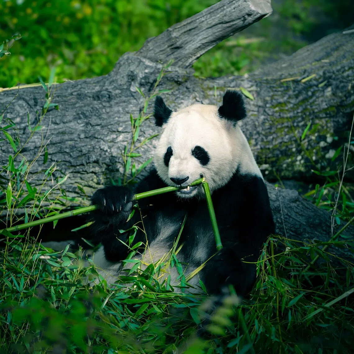 Wildlife park Taman Safari Indonesia has tried using artificial insemination to breed giant pandas since 2022, but was not successful.