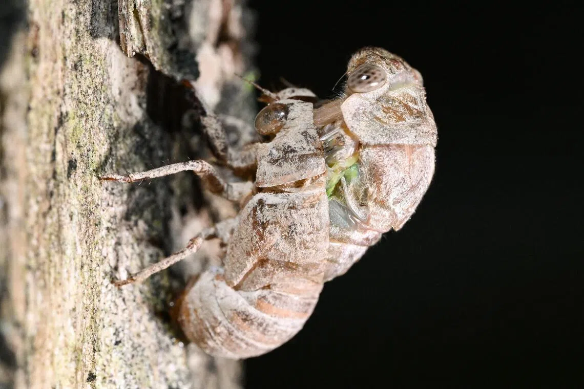 Most of the feedback about cicadas was linked to noise and concentrated in the eastern parts of Singapore.