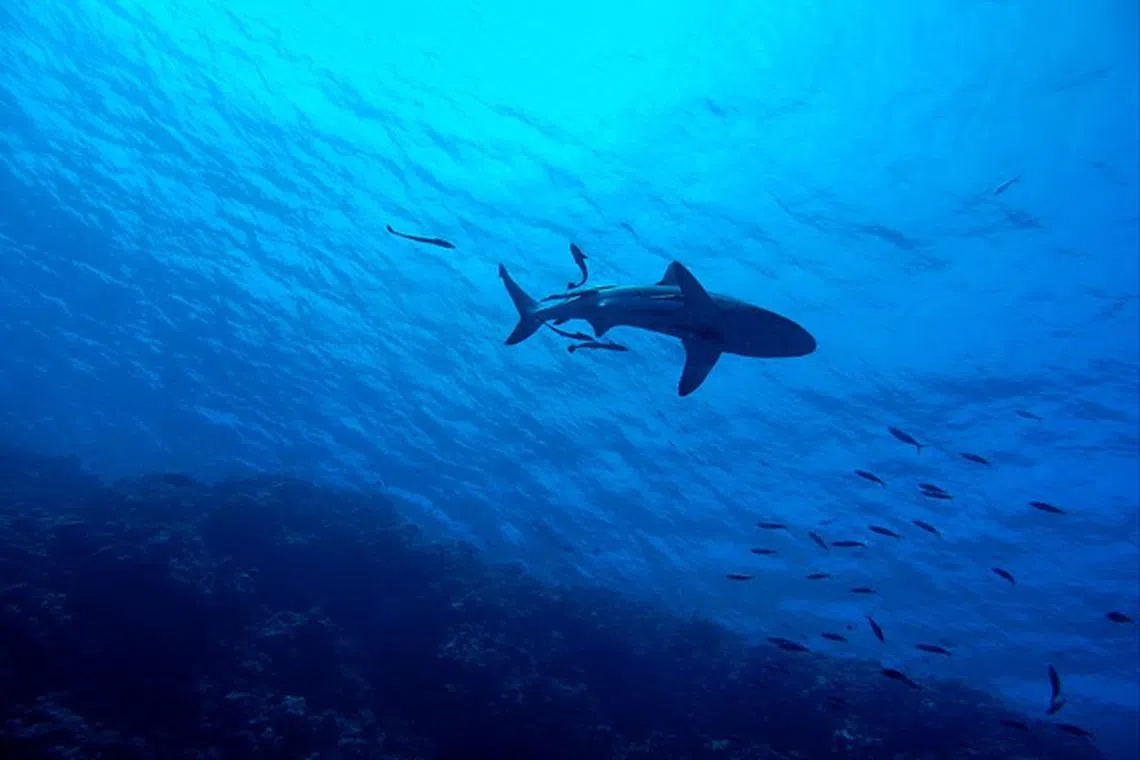 One diver was found in the jaws of a shark.