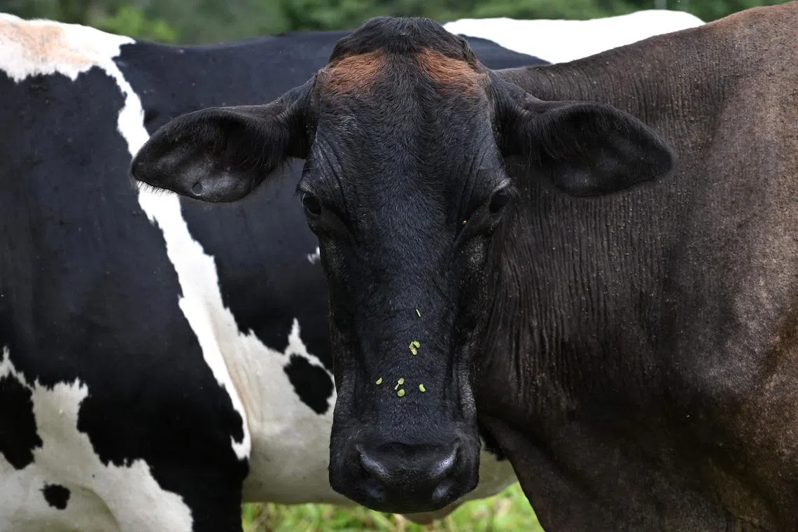 Burps are the top source of methane emissions from cattle. 
